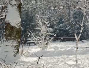 pine trees with snow duringsnow season thumbnail