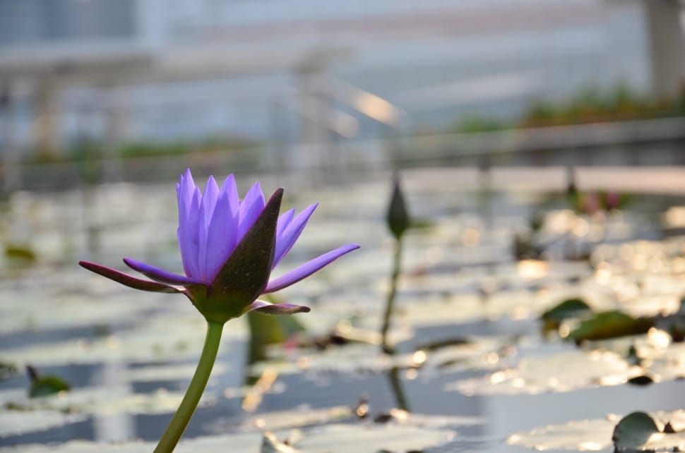 water lily flower preview
