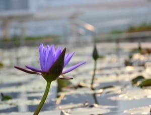 water lily flower thumbnail