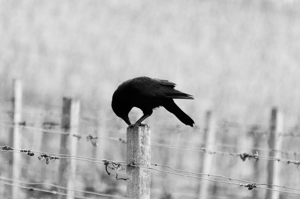 black bird on white wooden post preview
