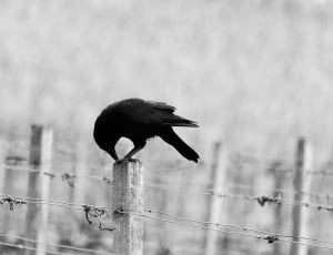 black bird on white wooden post thumbnail