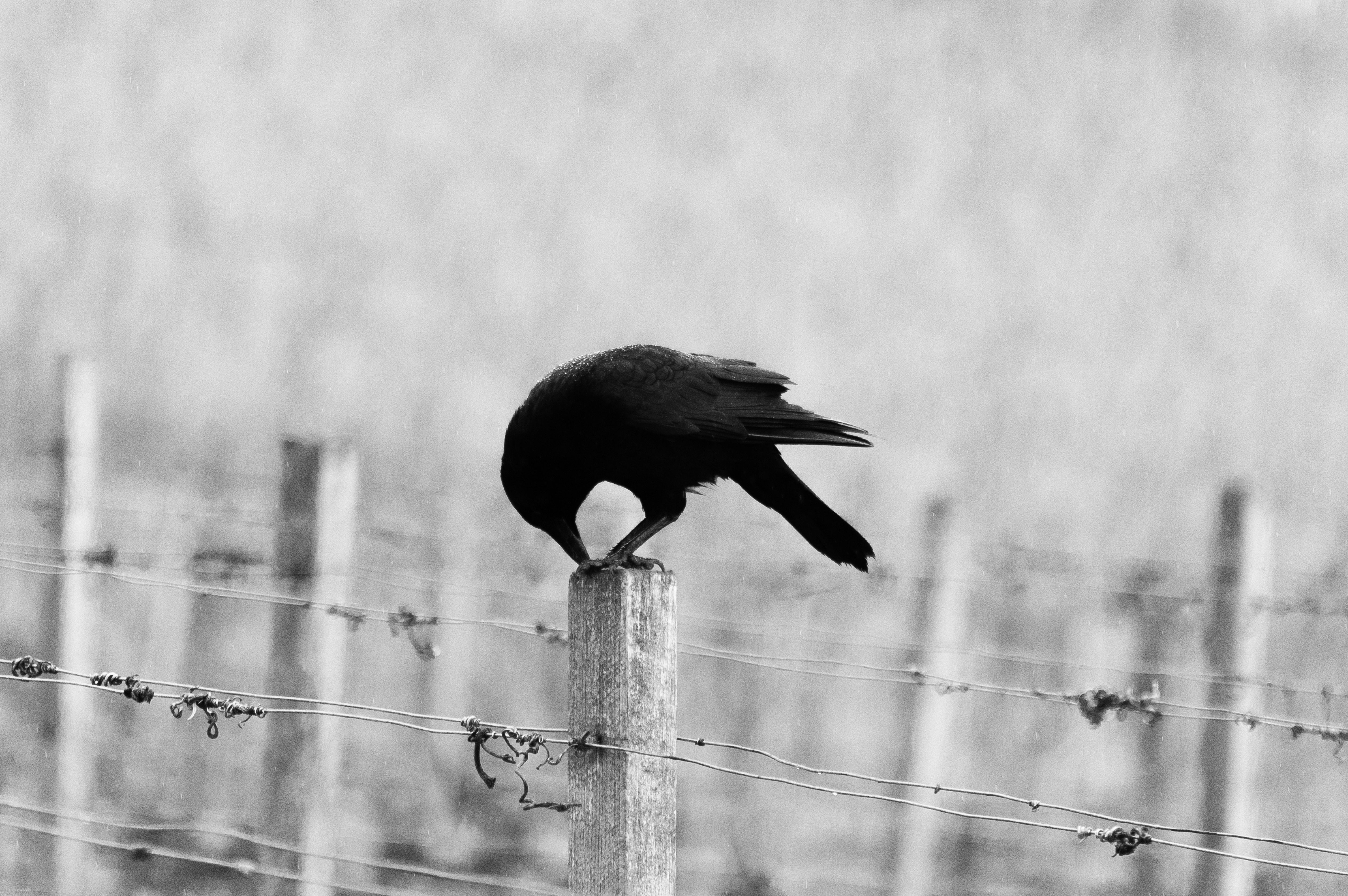 black bird on white wooden post