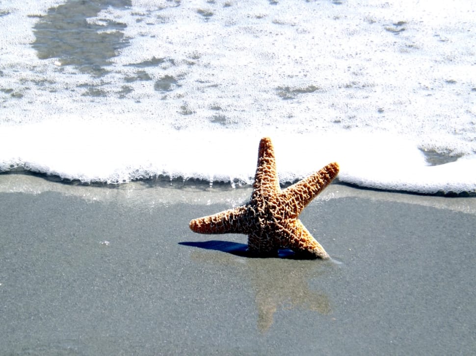 brown starfish preview
