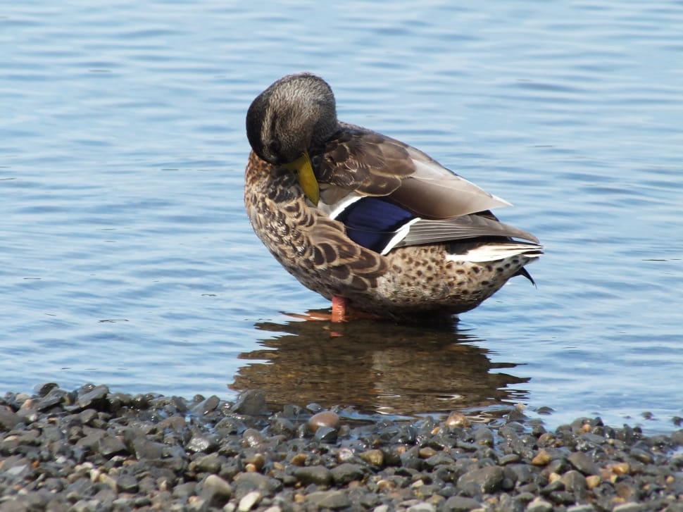 brown and blue duck preview