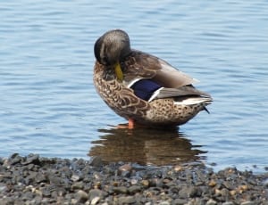 brown and blue duck thumbnail