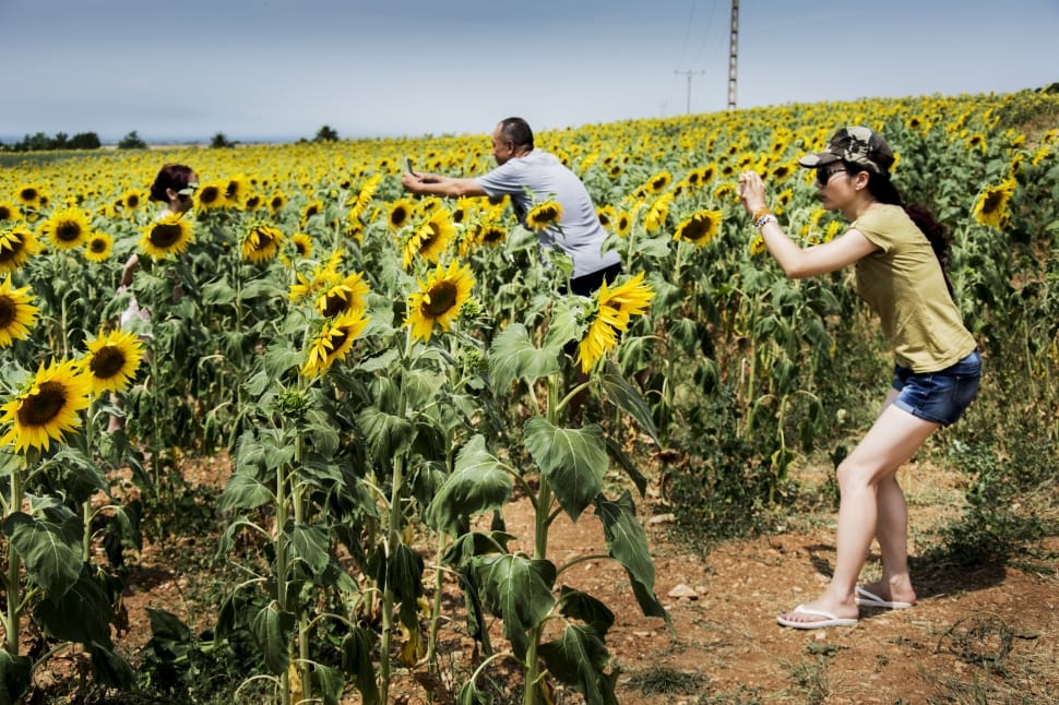 two person standing on the sunflower field at daytime preview