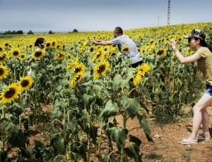 two person standing on the sunflower field at daytime thumbnail