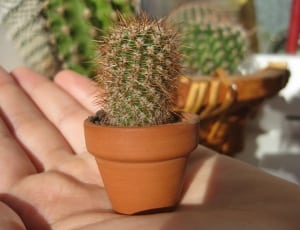 green cactus and brown clay pot thumbnail