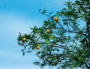 orange citrus fruits thumbnail