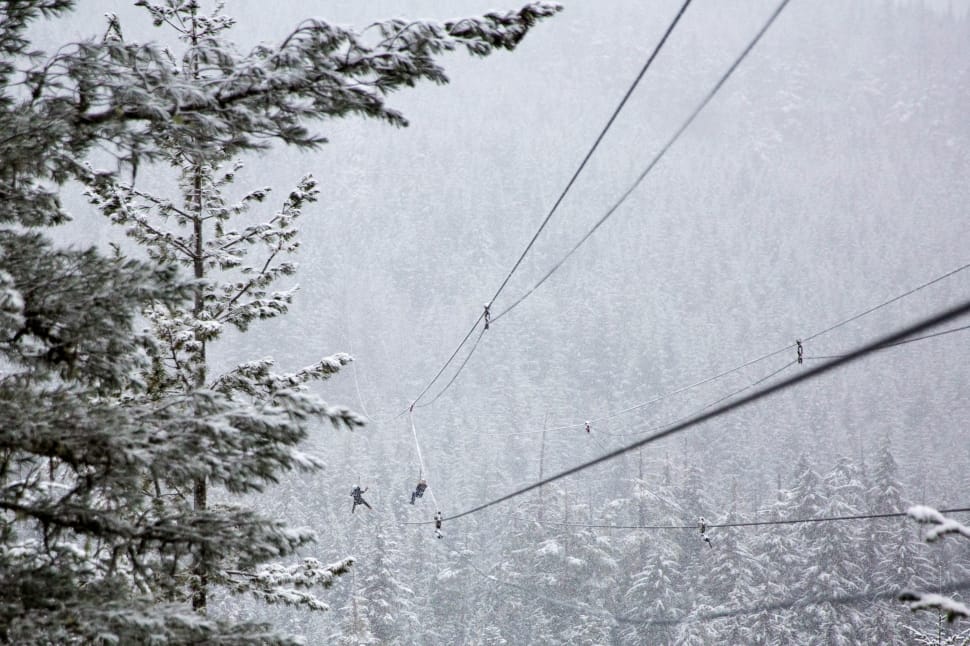 photography of pine tree near cables with snow preview
