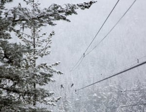 photography of pine tree near cables with snow thumbnail