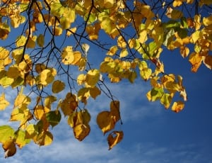 yellow leaf tree thumbnail