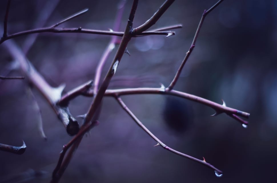branch with spike and droplets preview