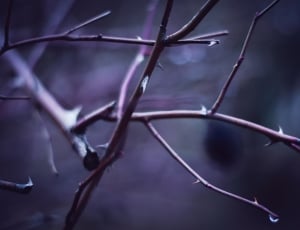 branch with spike and droplets thumbnail