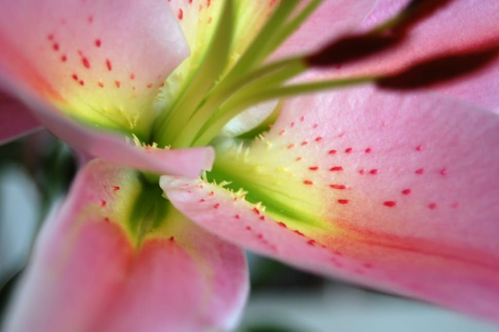 macro pink and green flower preview