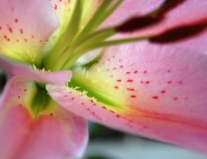macro pink and green flower thumbnail