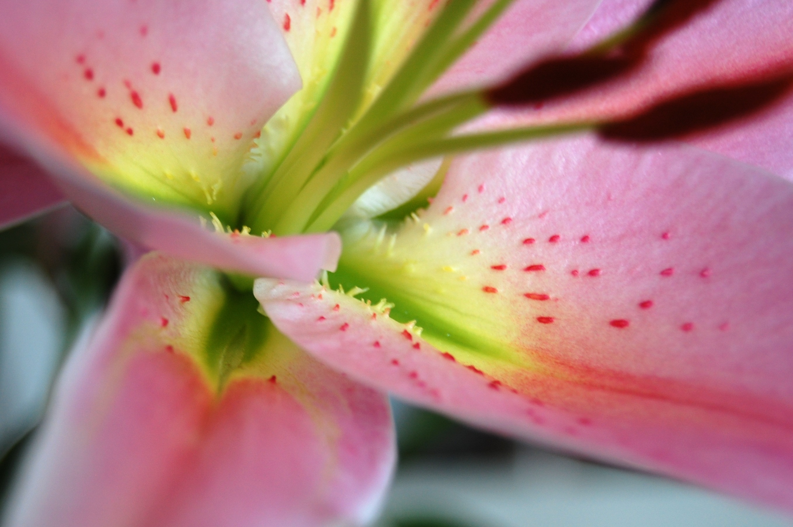 macro pink and green flower