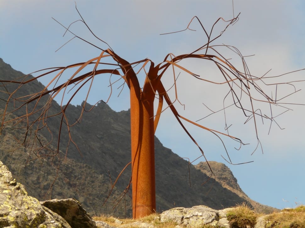 brown naked tree preview
