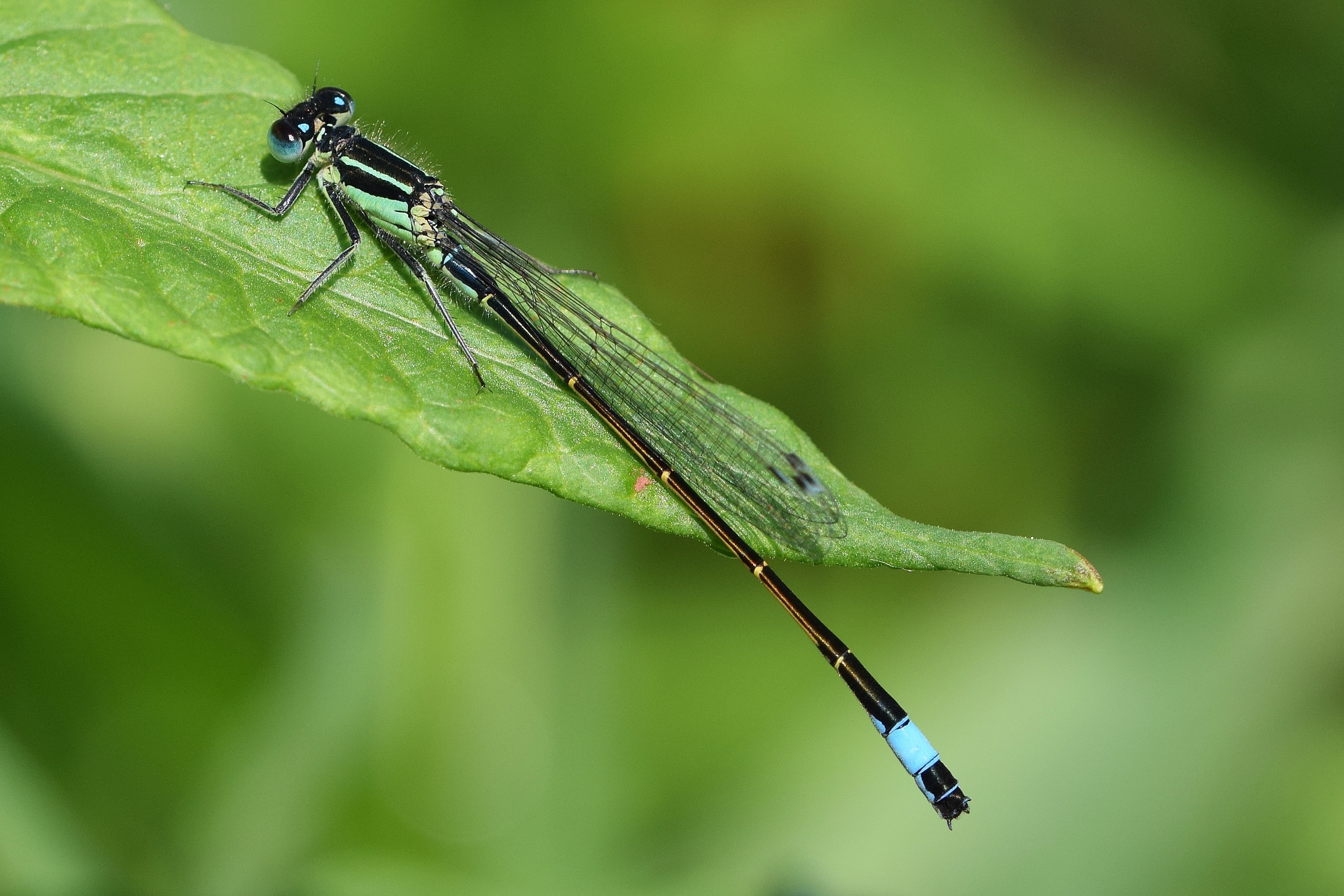 black and blue dragonfly