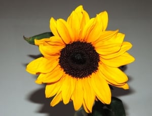 sunflower thumbnail