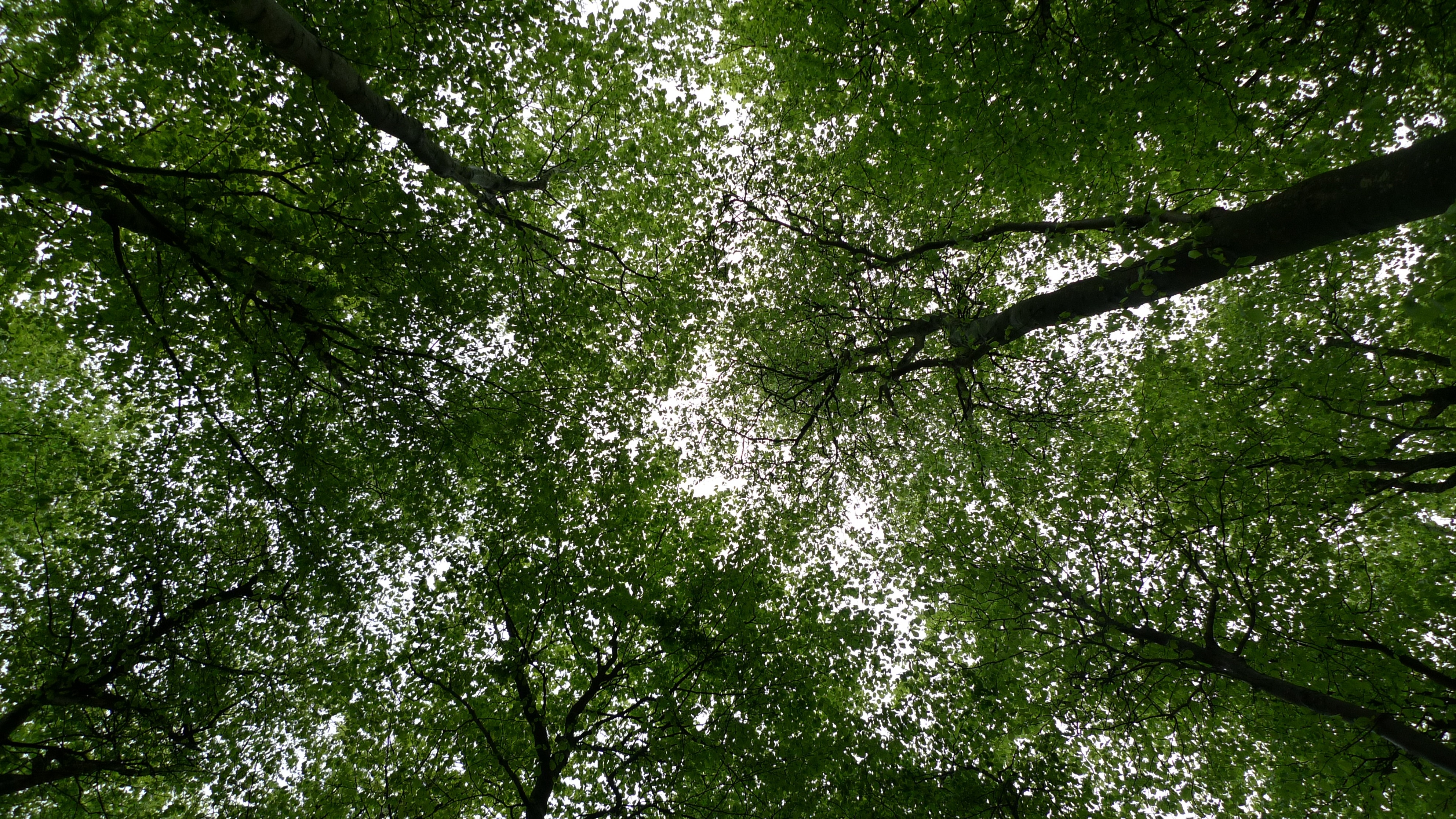 Лиственные деревья текстура