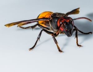 black and yellow  hornet thumbnail