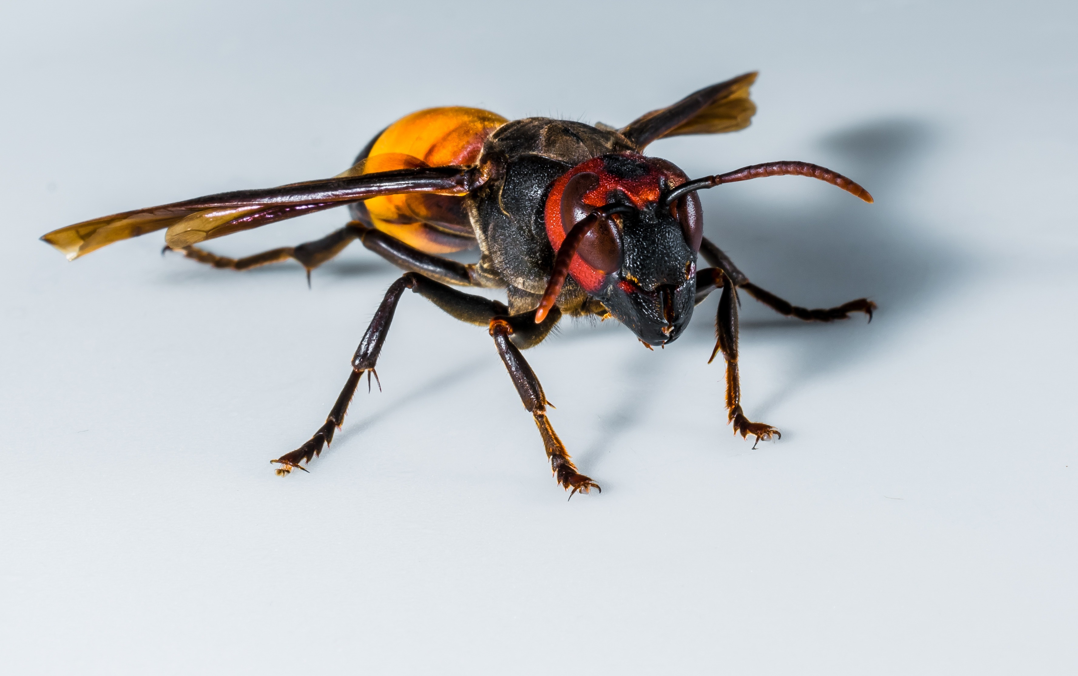 black and yellow  hornet