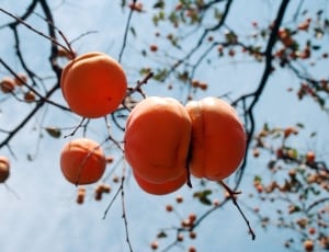 round orange fruit thumbnail
