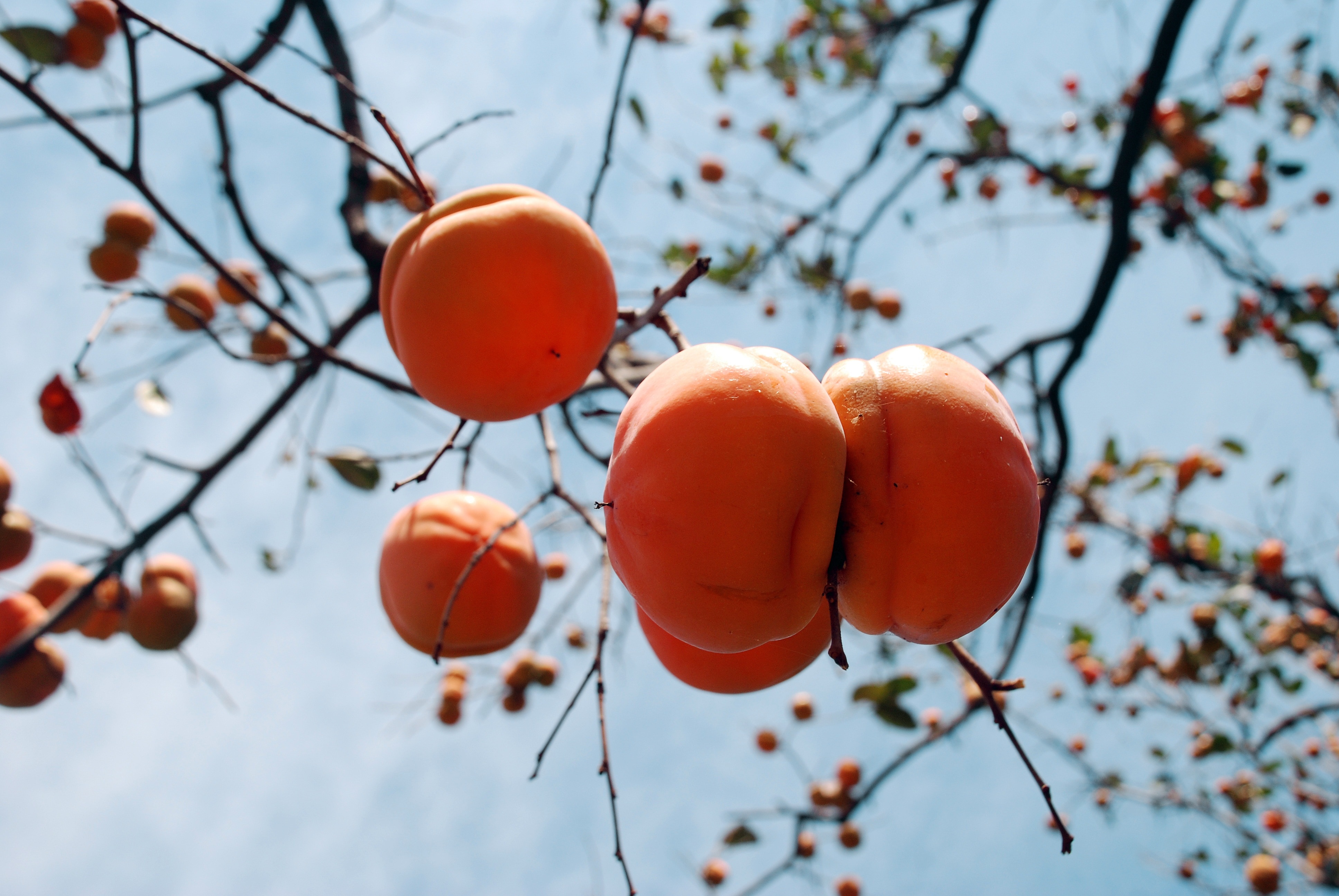 round orange fruit