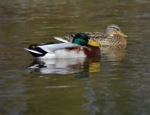2 mullard ducks thumbnail