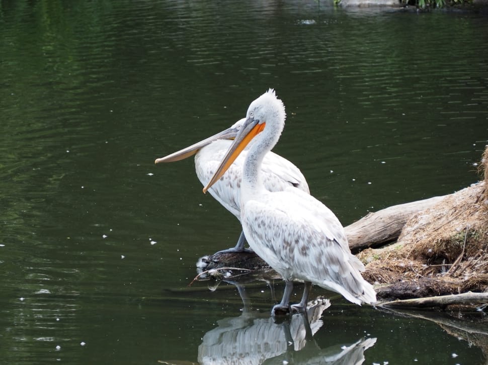 2 white pelicans preview