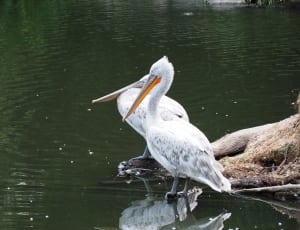 2 white pelicans thumbnail