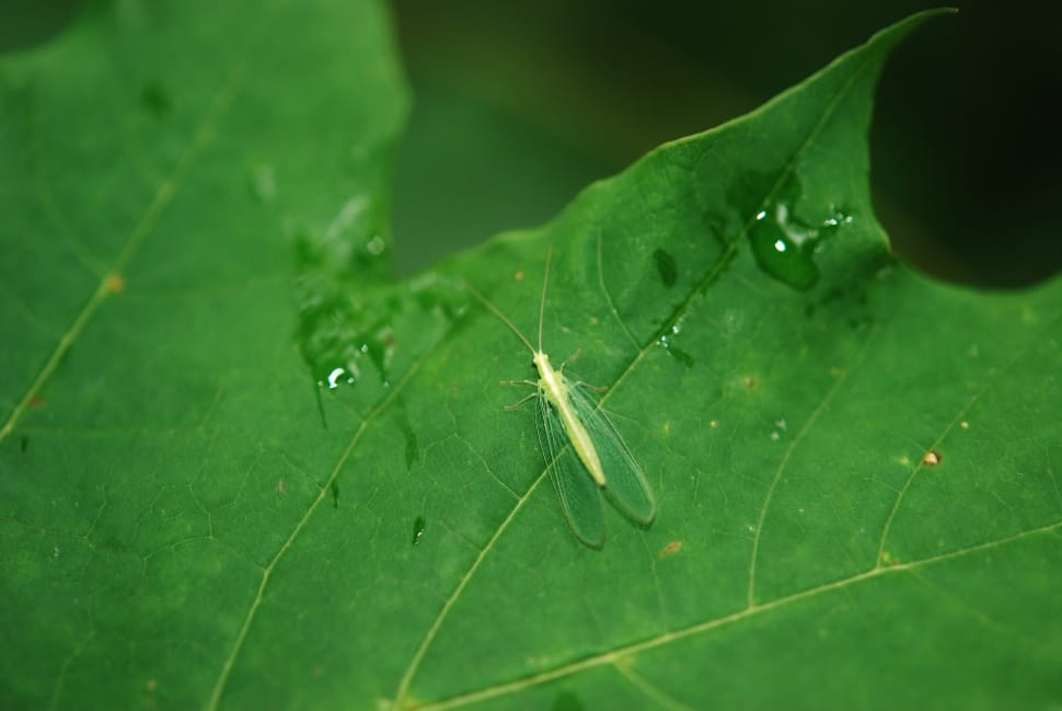 green lacewing preview