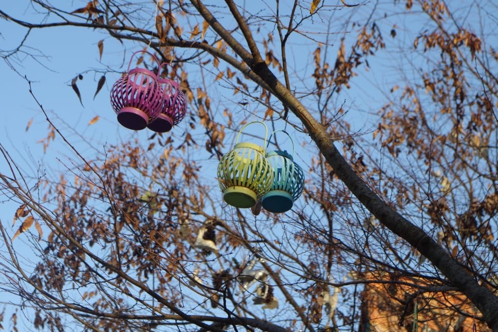 four lanterns hanging on tree branch during daytime preview