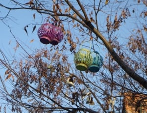 four lanterns hanging on tree branch during daytime thumbnail