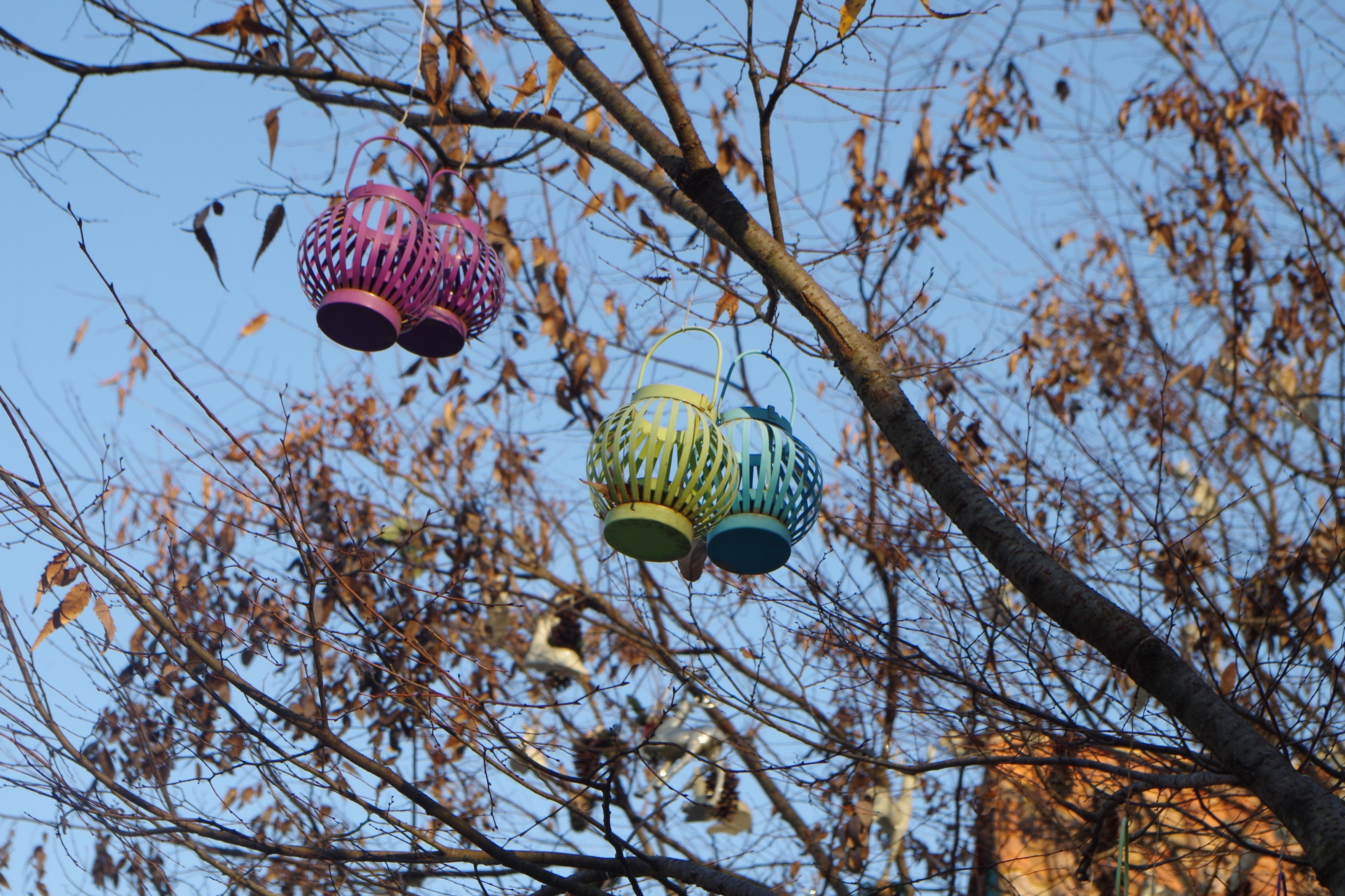 four lanterns hanging on tree branch during daytime