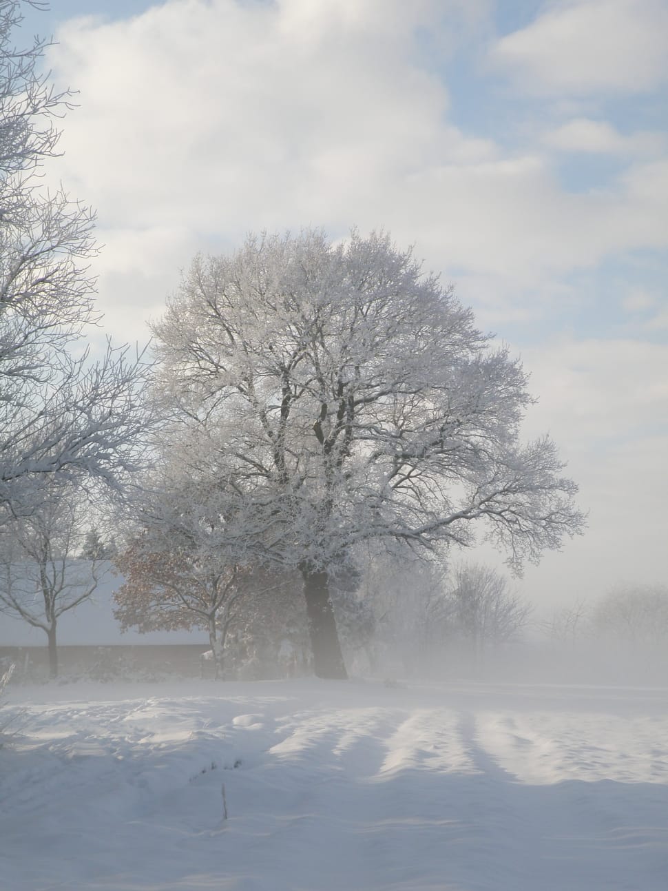 white tree preview