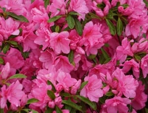 pink daisy flowers thumbnail