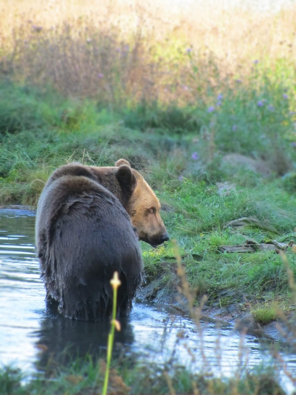 black and brown bear walking on water surrounded by green grass preview