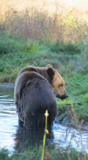 black and brown bear walking on water surrounded by green grass thumbnail