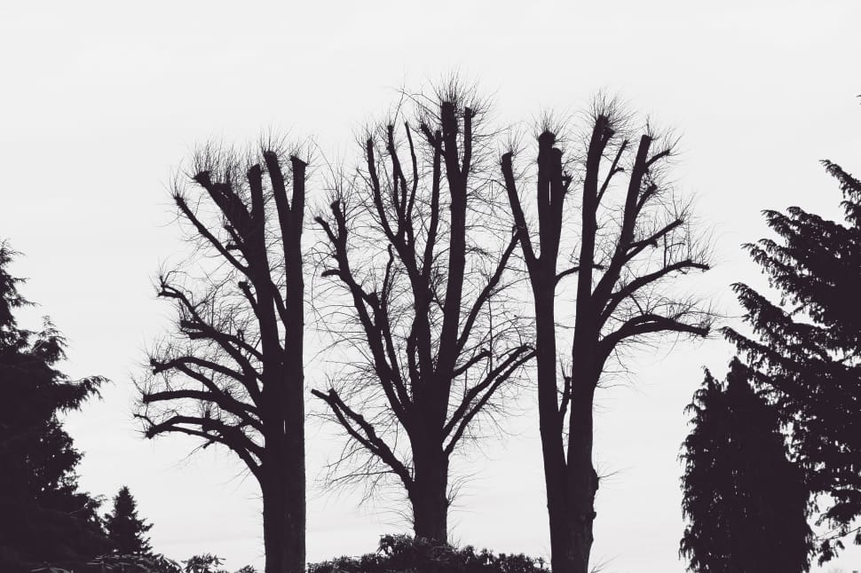 silhouette of bare trees preview