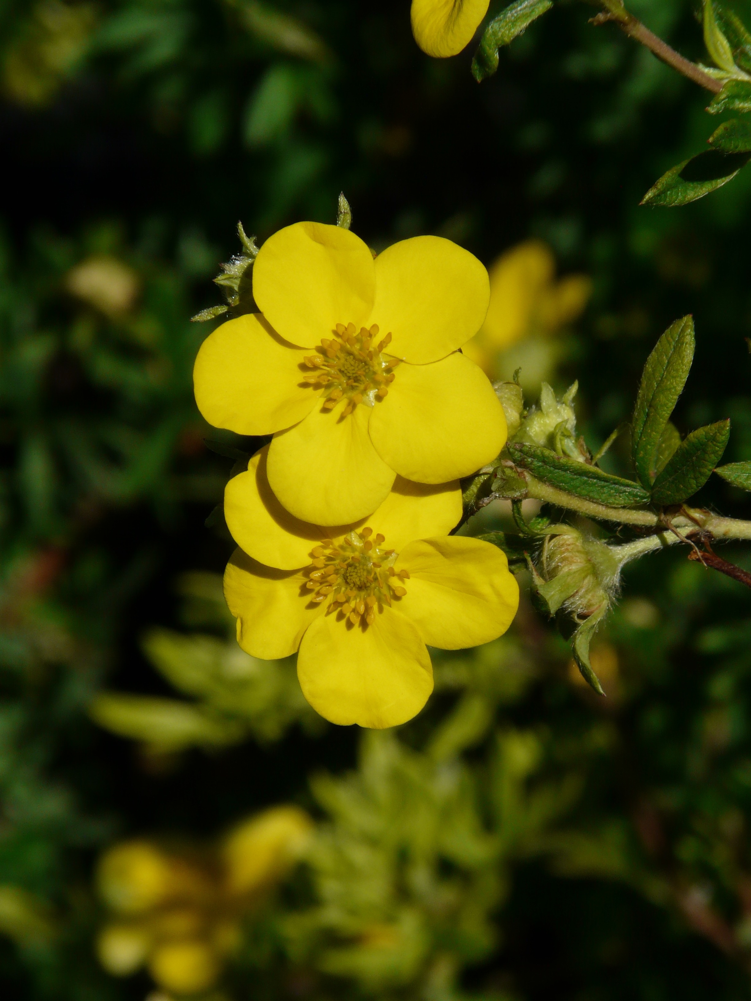 yellow 5 petaled flowers
