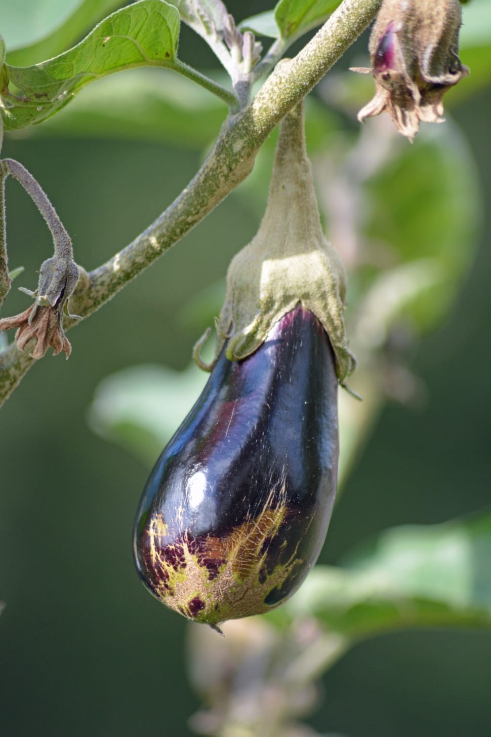 purple eggplant preview