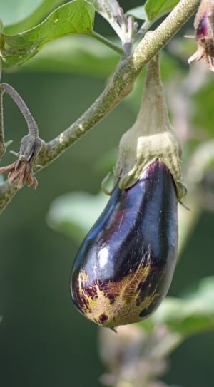 purple eggplant thumbnail