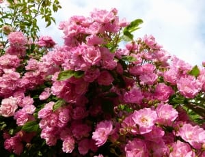 pink flower garden thumbnail