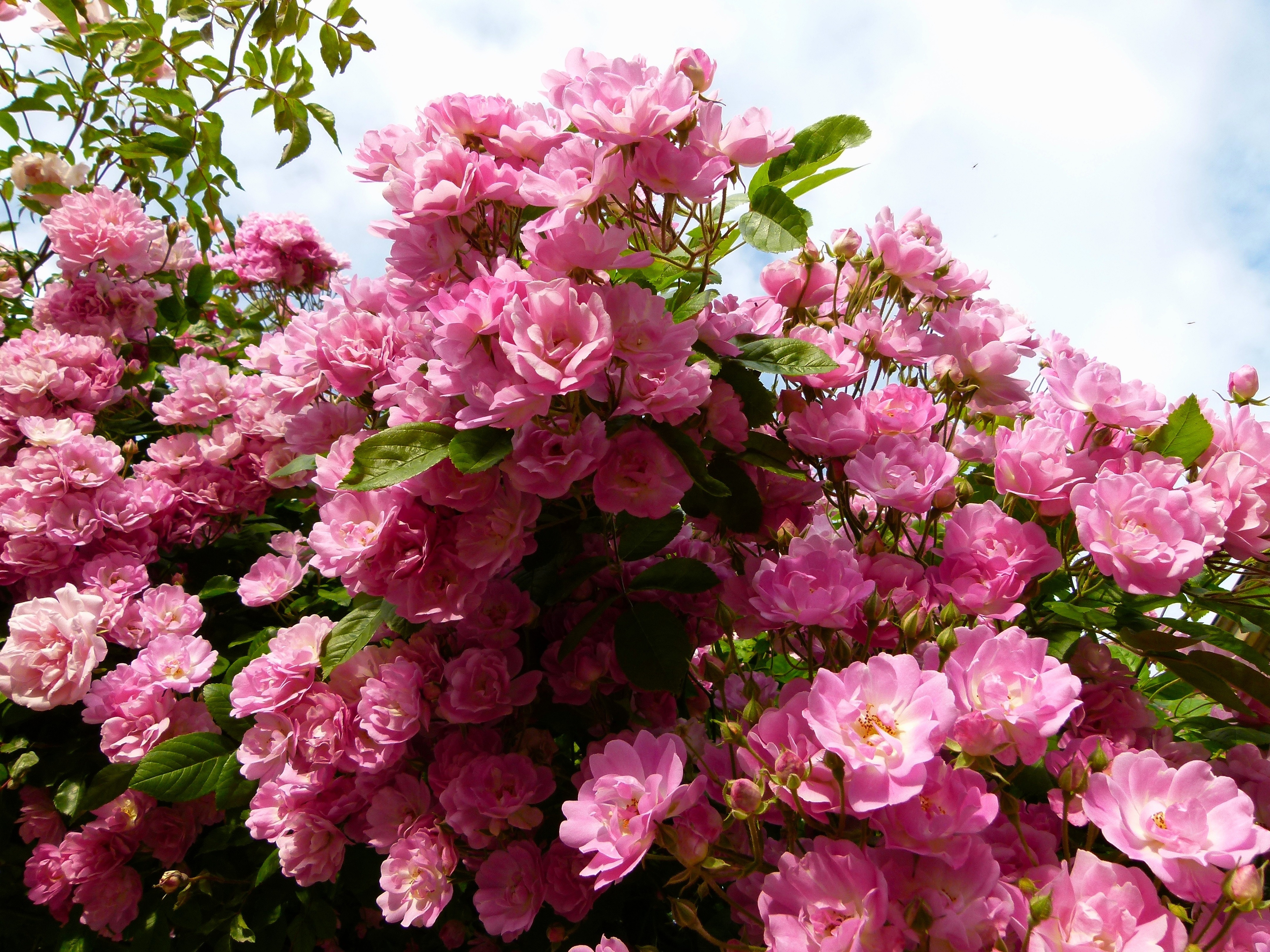 pink flower garden