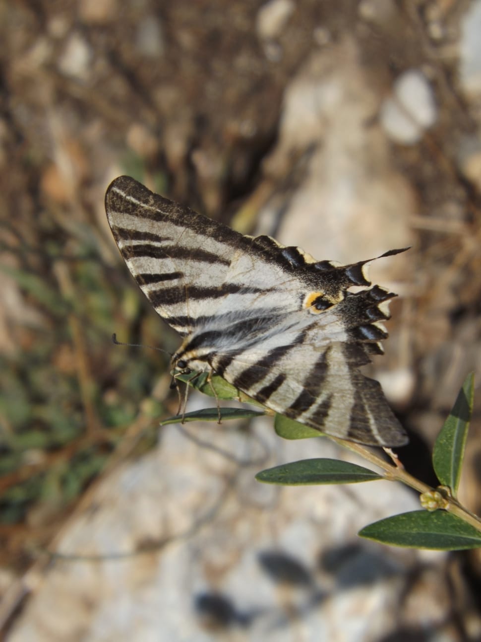 zebra swallowtail butterfly preview