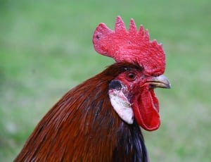 Cock, Head, Animal, Backyard, rooster, chicken - bird thumbnail