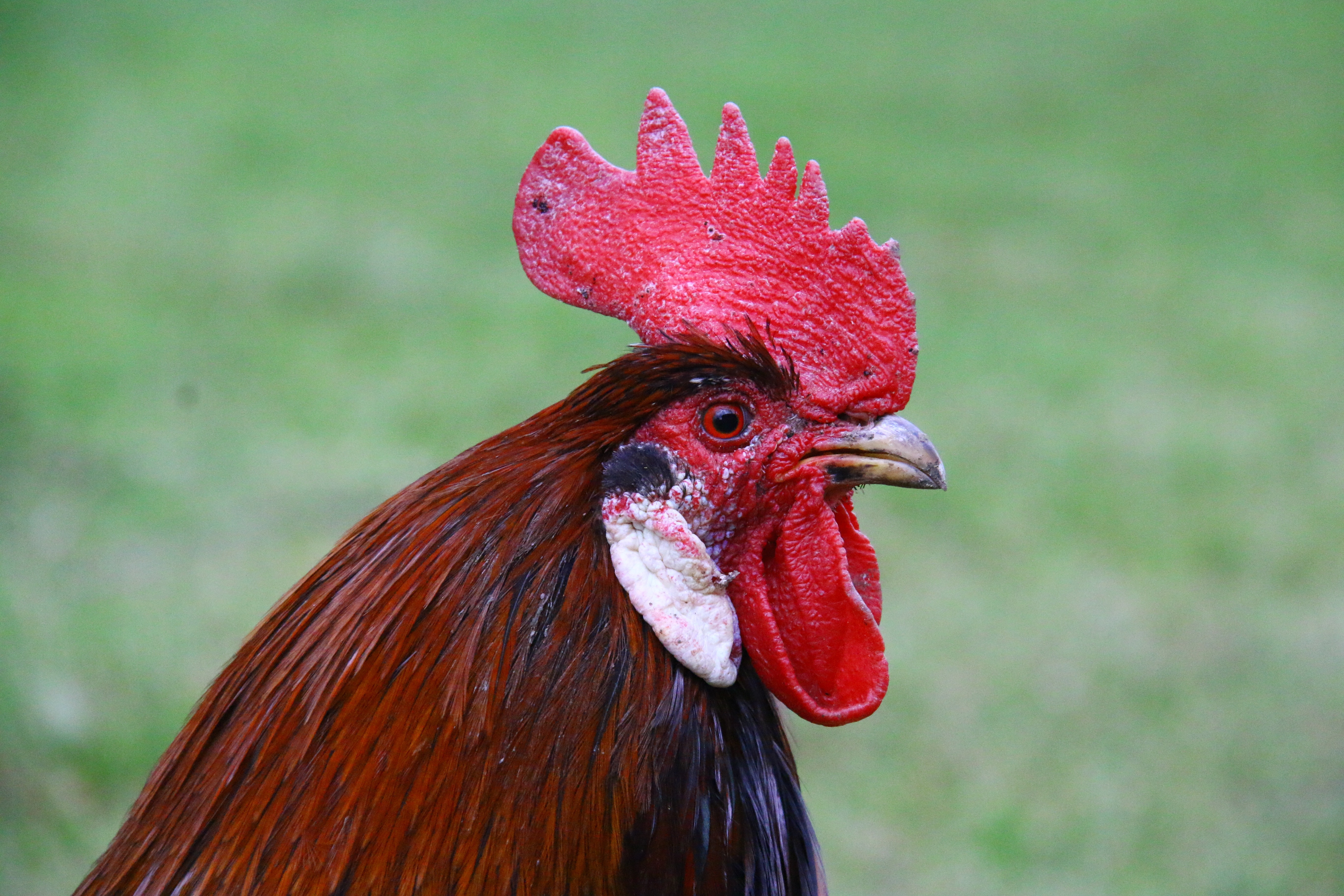 Cock, Head, Animal, Backyard, rooster, chicken - bird