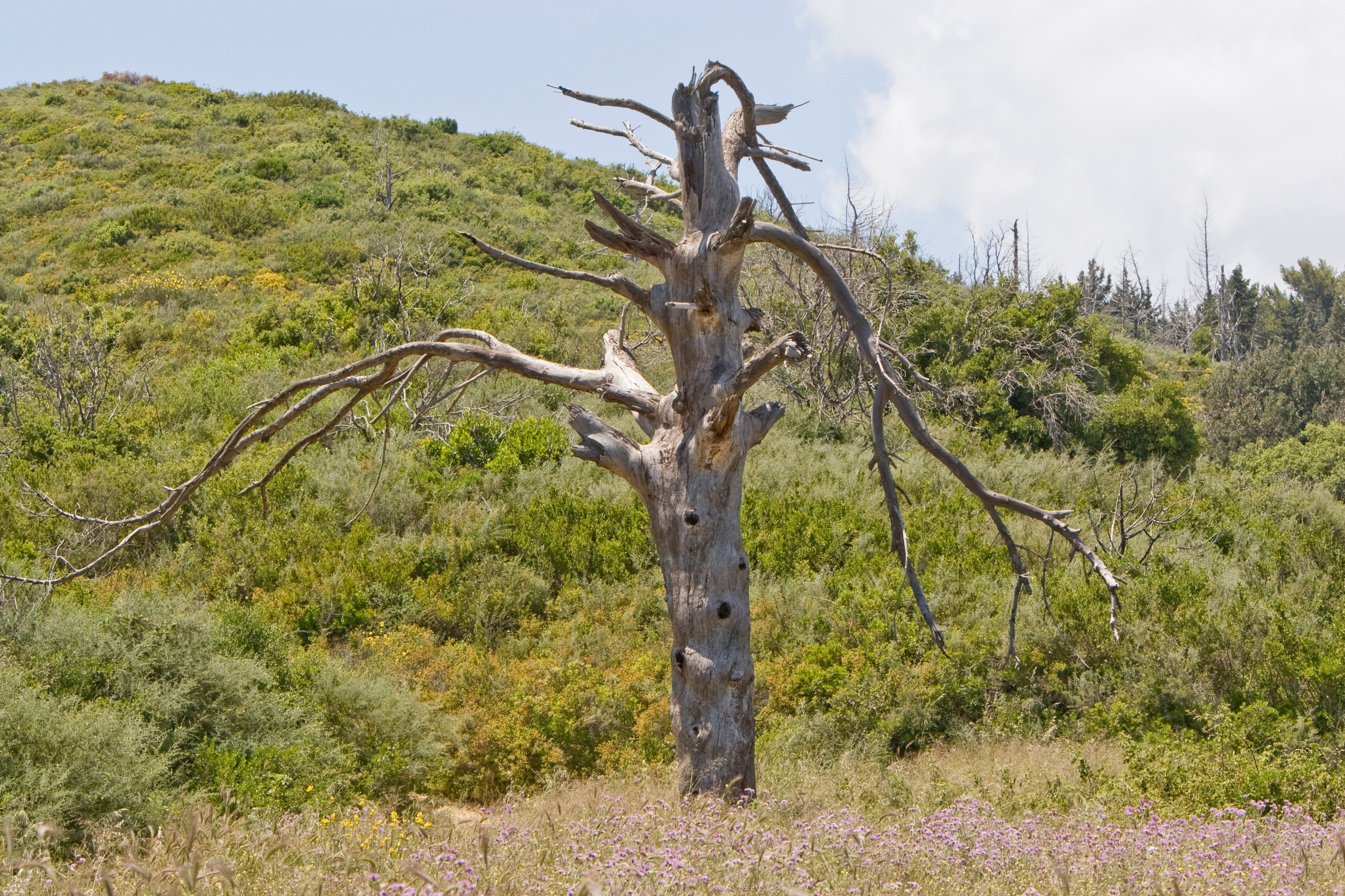 brown dry tree